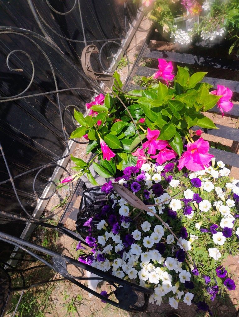 Flowers For Half Price