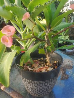 Corona De Cristo Y Succulents 