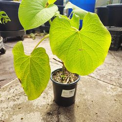 Mexican pepperleaf (Piper auritum) or Rootbeer plant.
(Cây Xá xị)