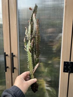 Euphorbia Trigona Rubra