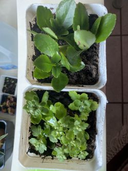 Kalanchoe and mum plants