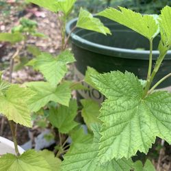 Black Current Berries