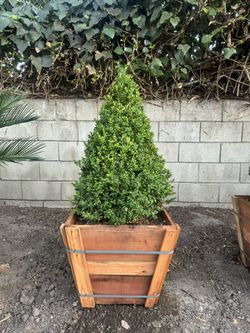 Boxwood Cone Tree
