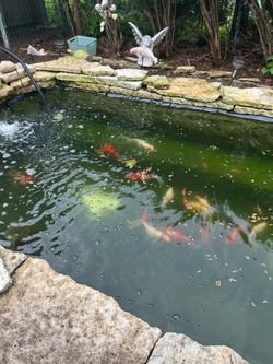 Ornament fish (kois) for sale