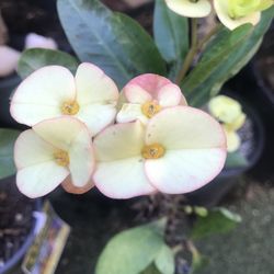 Corona de Cristo Flor amarilla