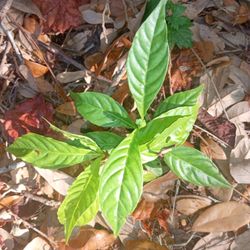 Wild Coffee Plant 1ft Tall Or Larger. 