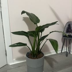 Bird Of Paradise Live