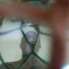 Jay