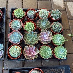 Live Succulent And Cactus Plants