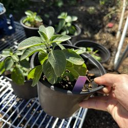 Ashwagandha Plants – Medicinal Adaptogen Herb 🌿