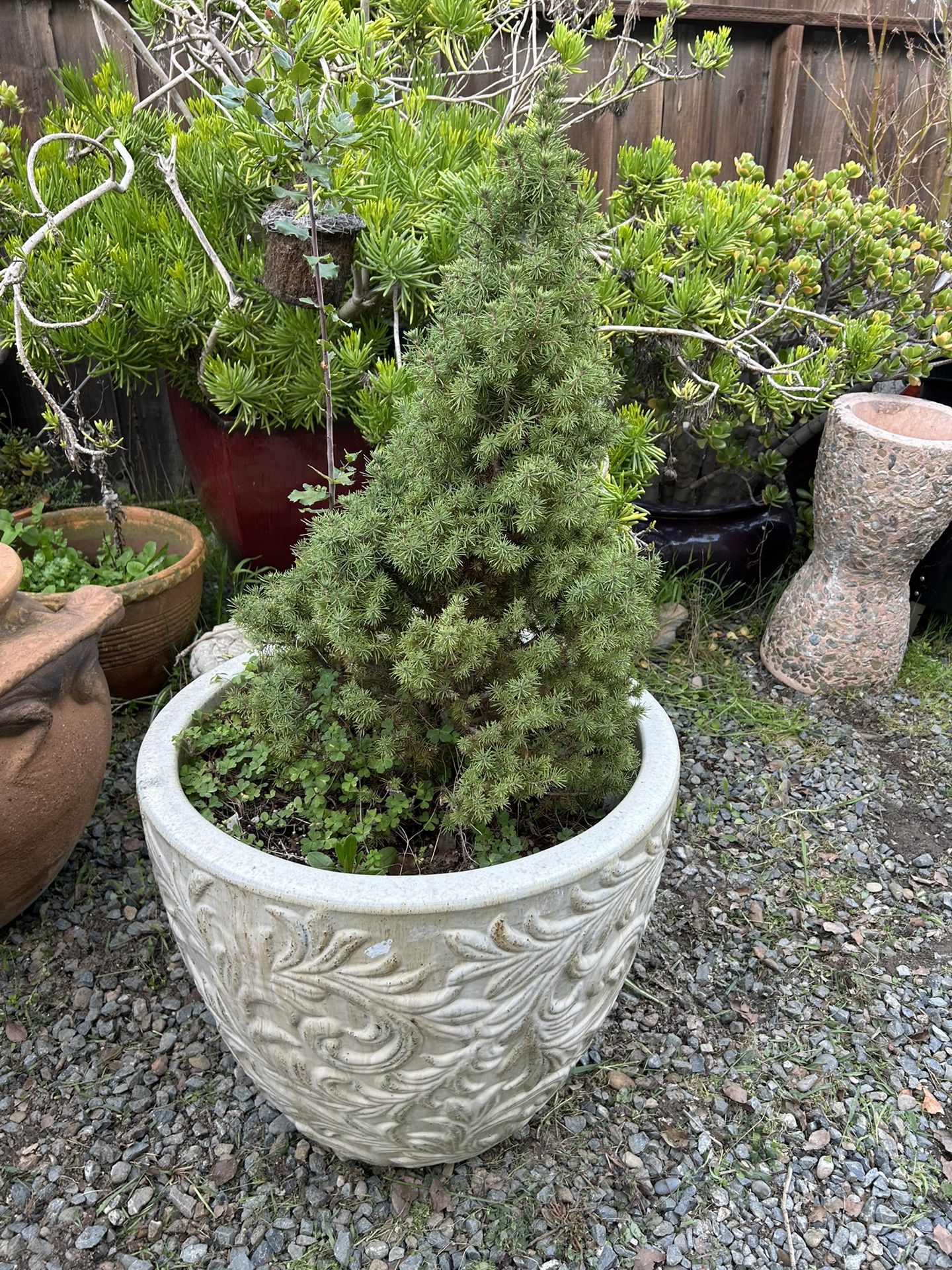 Lots Of Plants Small 30 Med 40 Large 70