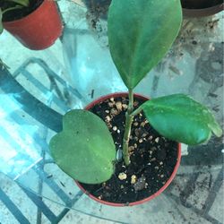 Hoya Kerrii ❤️