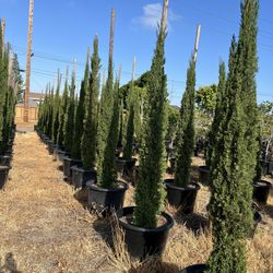 Italian Cypress 
