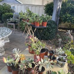 ‼️🪴🌱🌵MOVING OUT PLANTS SALE! SELLING ALL MY PLANTS! 🌵🌱🪴‼️