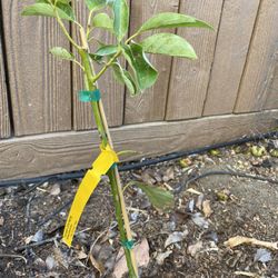 Avocado Tree