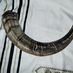 Shofar/ Aoudad/Exótico/Kosher