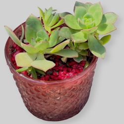 Succulent In Red Glass