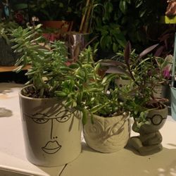 3 Amigos Plants