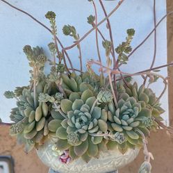Beauty Succulent 
