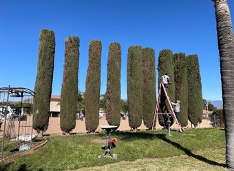 Cheap tree guys