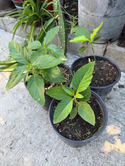 Plantas de Muicle