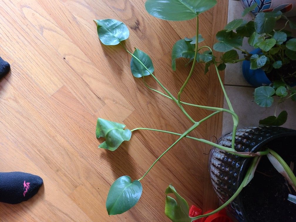 Small Monstera Plant
