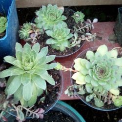 Combination Jade And Succulent PlantS