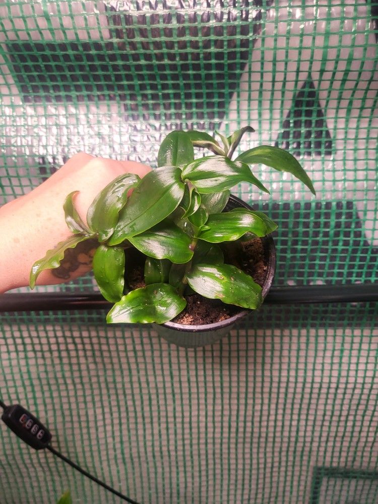 Tradescantia Noid