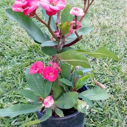 Planta Corona De Cristo