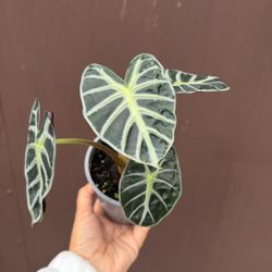 5” alocasia balloon heart 