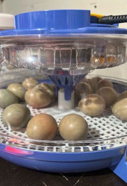 Pheasant Eggs