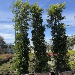 Ficus Nitida Indian Laurel hedge