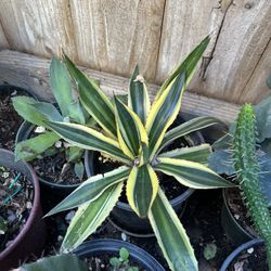 Plants SALE $10 Each Poted Plant 