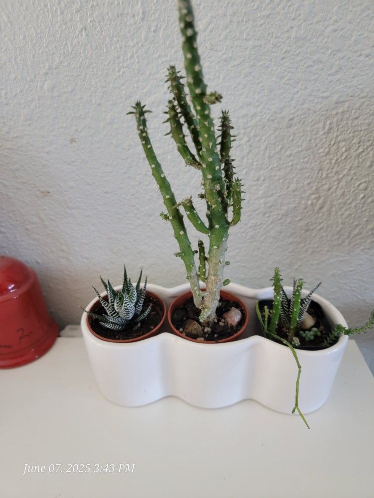 Succulent Trio In White Planter