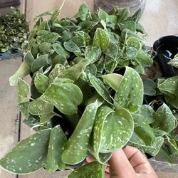 House Plant $8 Each 4” Pot