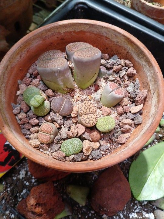 Totmons Lithops Dream Garden in 4inch terracotta