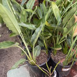 Bird Of Paradise $$25 Each