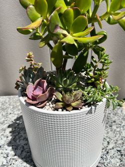 Succulent arrangement, arreglos de suculentas