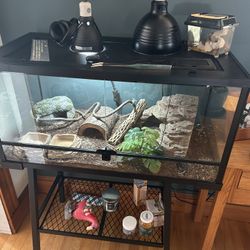 Leopard gecko