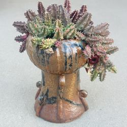 Succulents plants 🪴 （Huernia Zebrina）