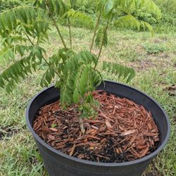 Curry Leaf Plant With Big Pot