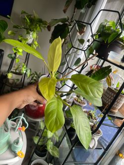 Golden goddess philodendron