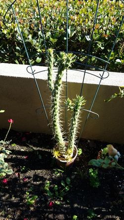 Cactus Plant $15ea Small plant in orange pumpkin pot $5