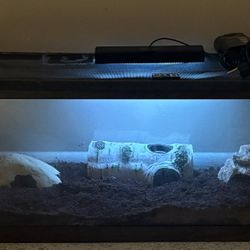20 Gallon Long Reptile Tank