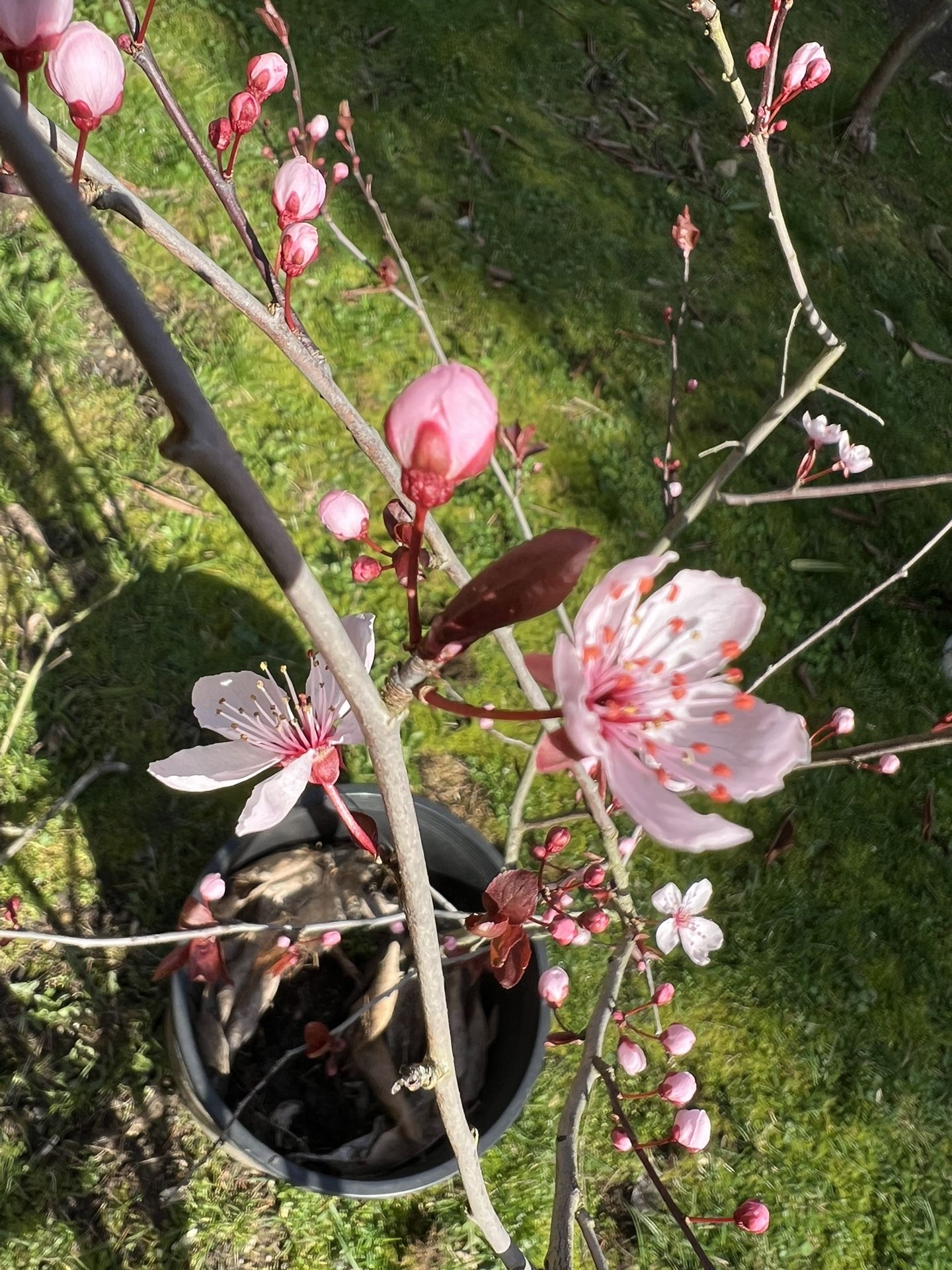 Cherry Flower Tree