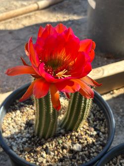 • Cactus • Trichocereus Arboricola VRG