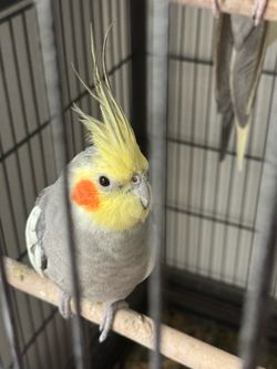 Cage bird