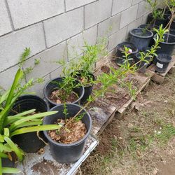 durazno Planta