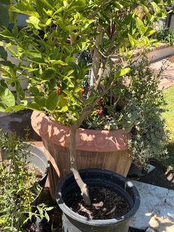 Variety of organic fruit trees and plants and herbs