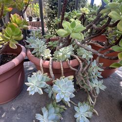 Potted Succulent 
